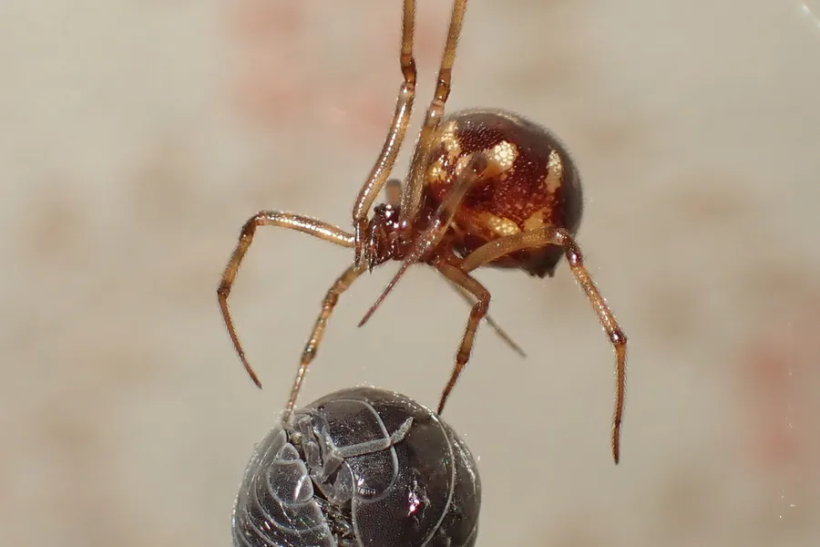 Triangulate cobweb spider, Steatoda triangulosa