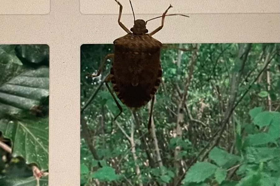 Brown marmorated stink bug, Halyomorpha halys