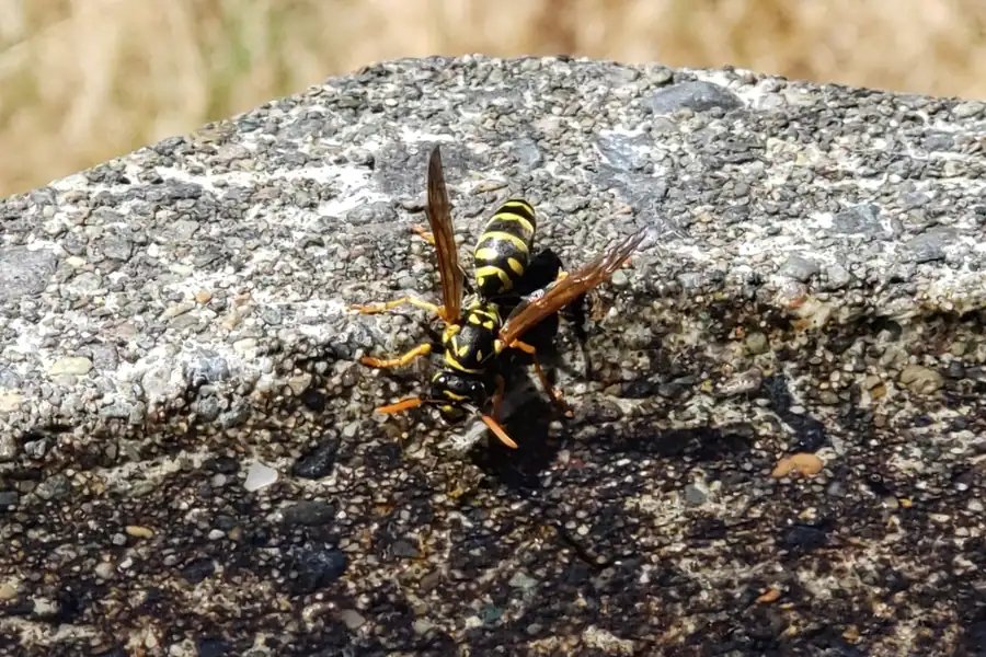 European paper wasp, Polistes dominula