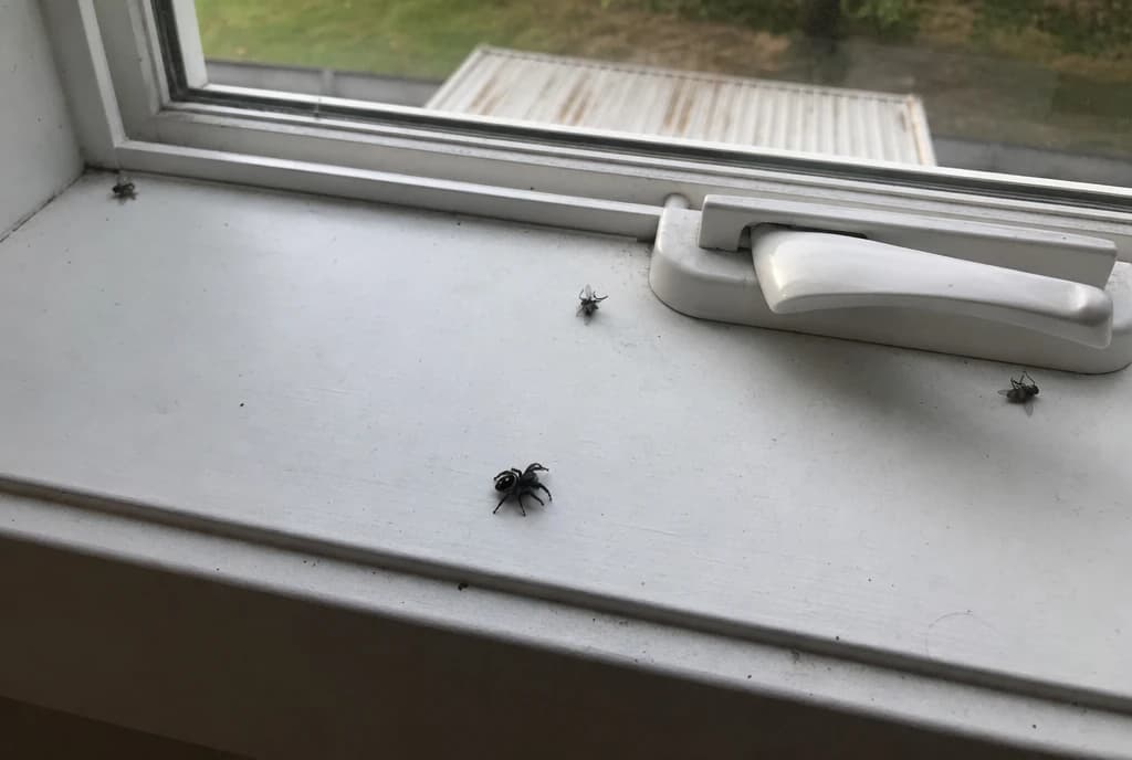Small black bold jumping spider on a sunny interior windowsill next to the window latch