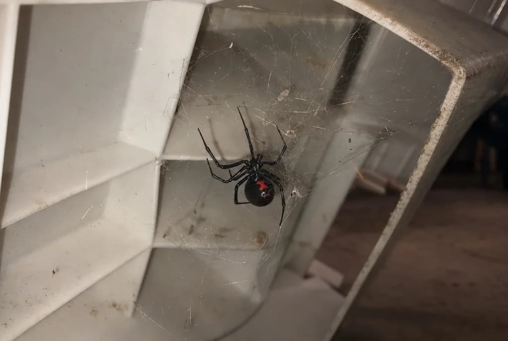 A glossy black northern black widow under a patio chair