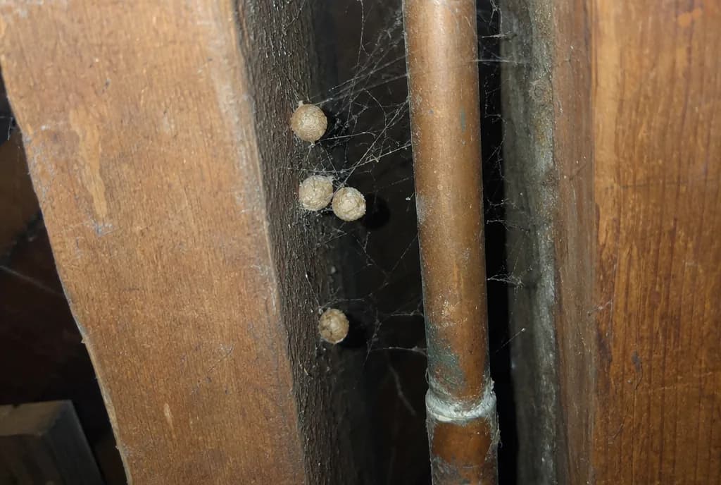 A few small round spider egg sacs in cobwebs between basement floor joists