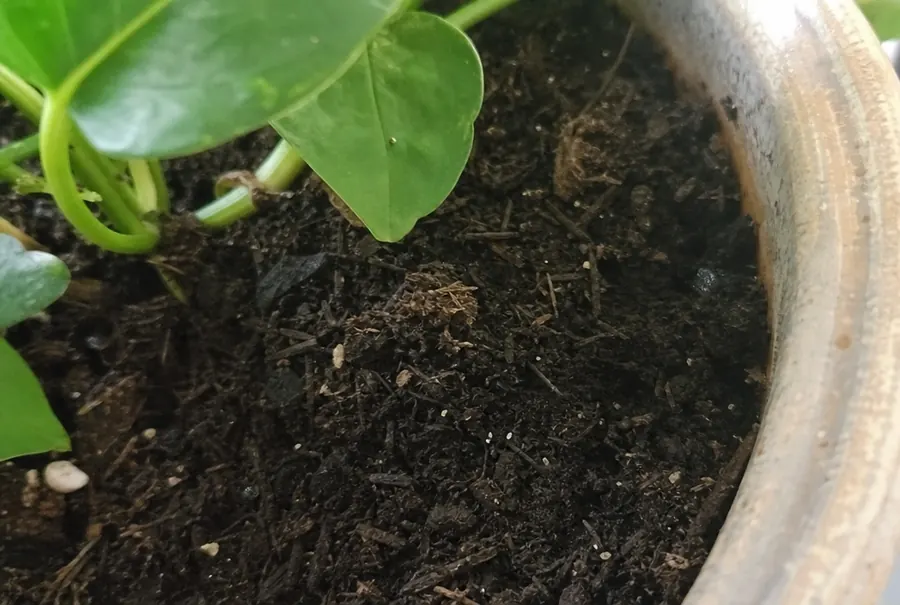 Tiny springtails on the surface of damp houseplant soil