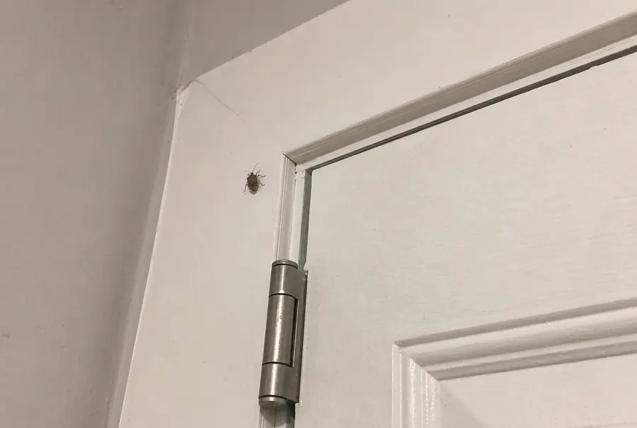 One stink bug resting near the top corner of a white interior door frame