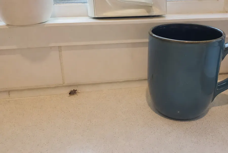 One stink bug crawling on a kitchen counter near the backsplash