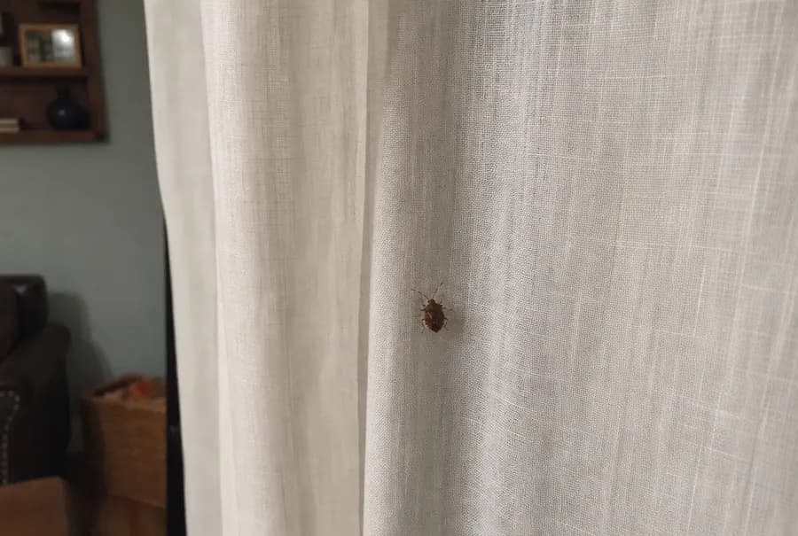 One brown marmorated stink bug resting on a linen living room curtain