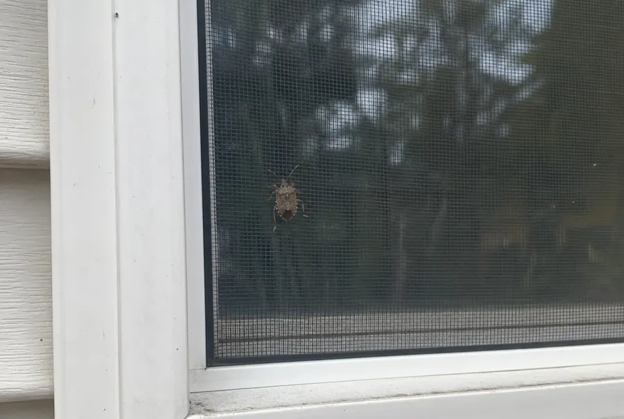 One brown marmorated stink bug clinging to the outside of a window screen
