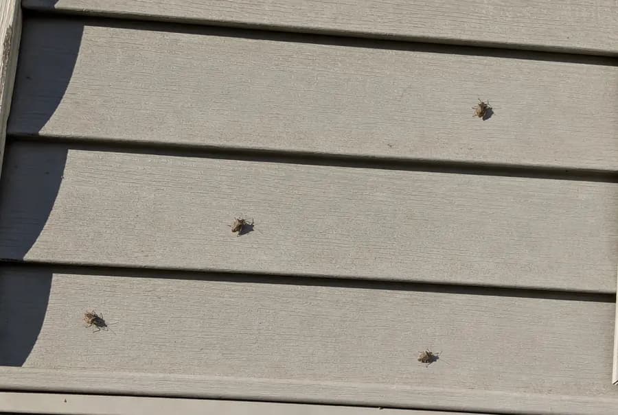 Brown shield-shaped stink bugs spread across sunny beige vinyl siding in fall