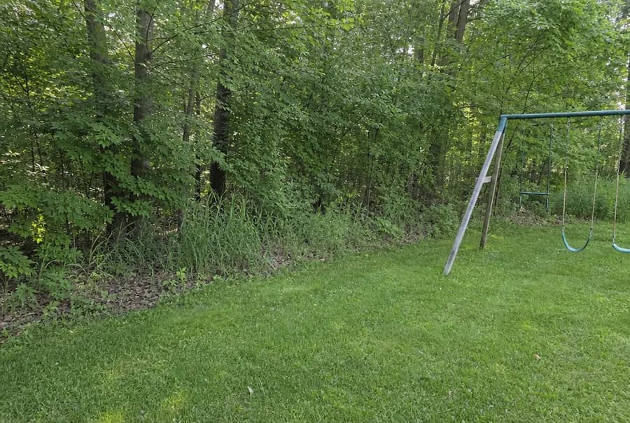 The back edge of a Michigan backyard where the lawn meets tall grass, brush and leaf litter under the trees