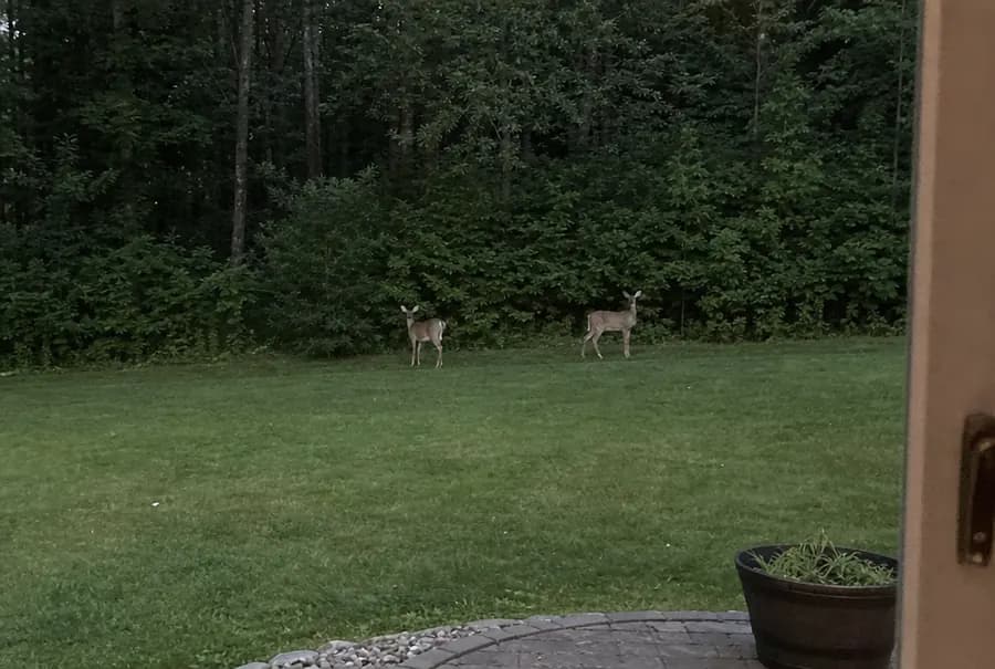 Two white-tailed deer at the far edge of a backyard where the lawn meets the woods at dusk