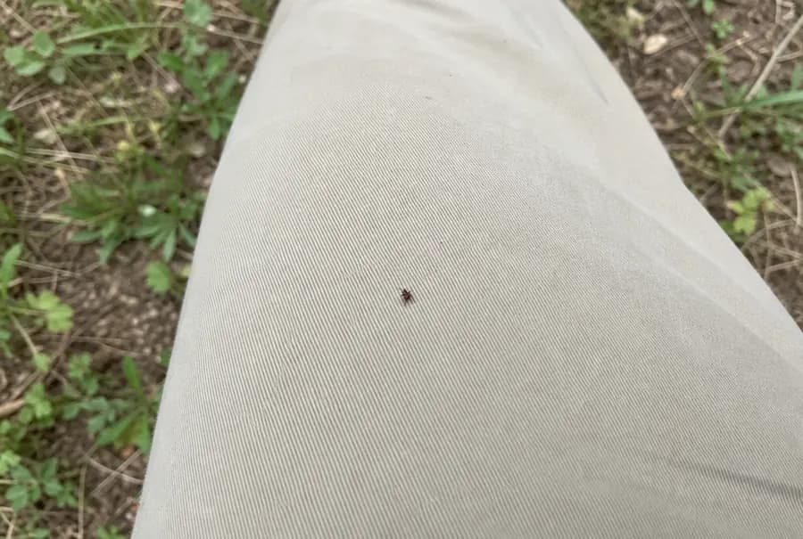 One tiny deer tick crawling up the leg of light khaki pants