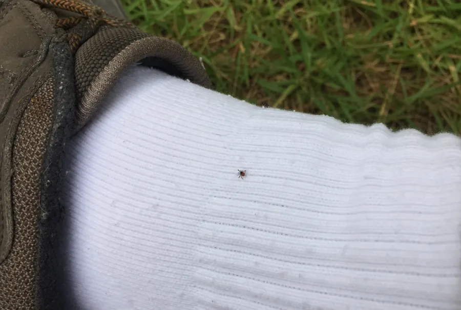 One tiny blacklegged deer tick crawling on a white sock at the ankle after walking in the yard