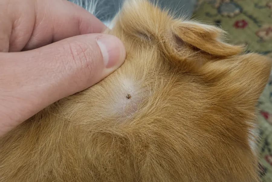 One American dog tick attached in the fur behind a family dog's ear