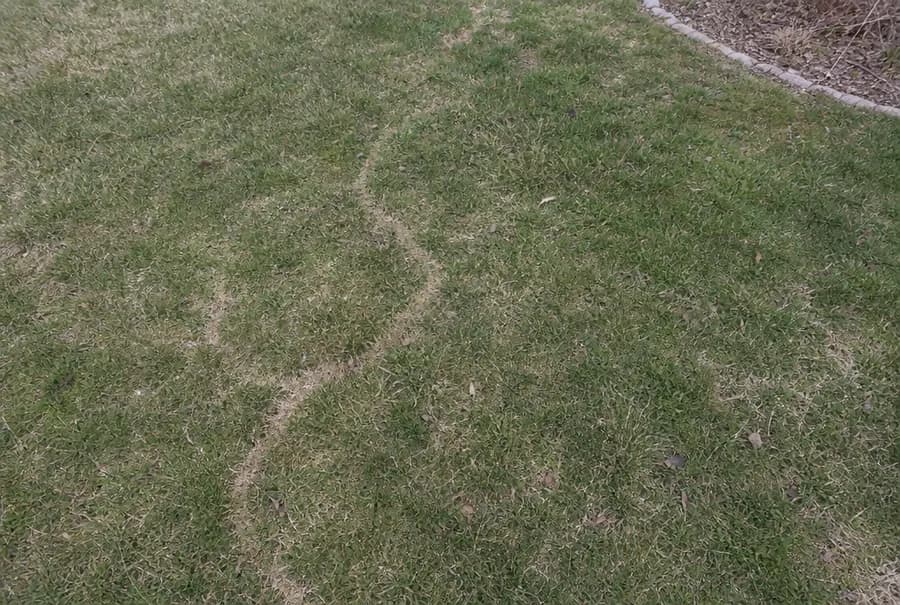 Flat vole runways worn through a lawn after the snow melted