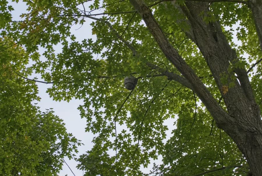 A grey football-shaped bald-faced hornet nest hanging from a branch in a backyard tree