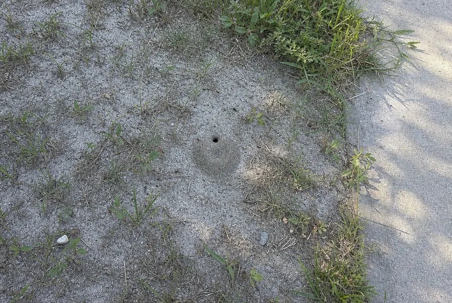A single cicada killer burrow with a small fan of loose soil in a thin patch of lawn