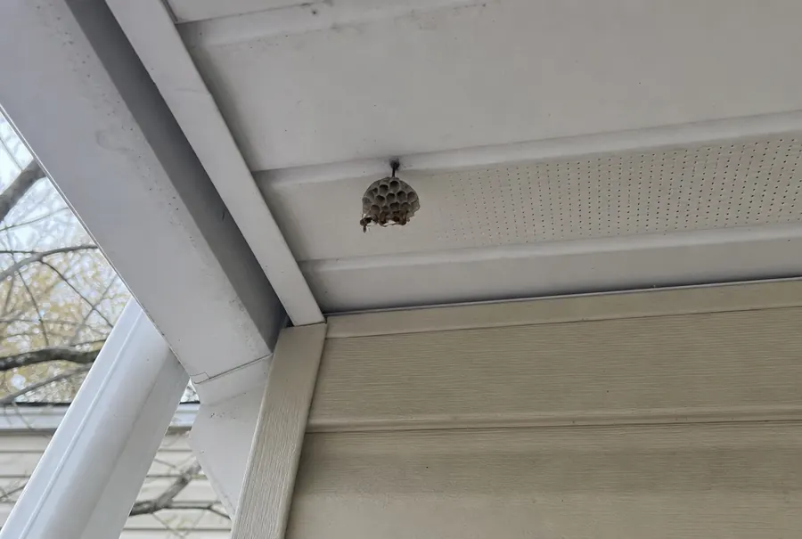 A small open paper wasp nest with a few wasps hanging under the roof edge of a house