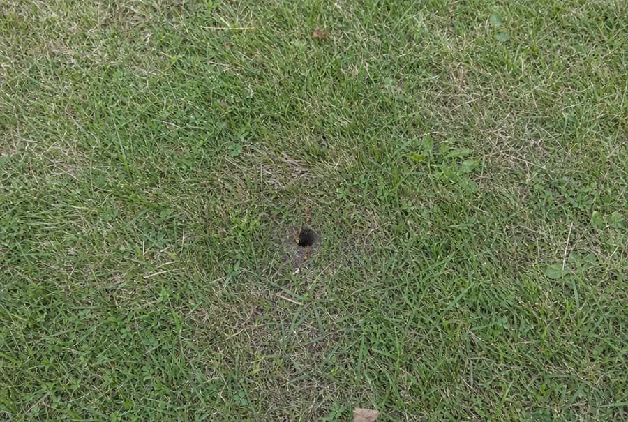 A small hole in a lawn where yellow jackets fly in and out of a ground nest