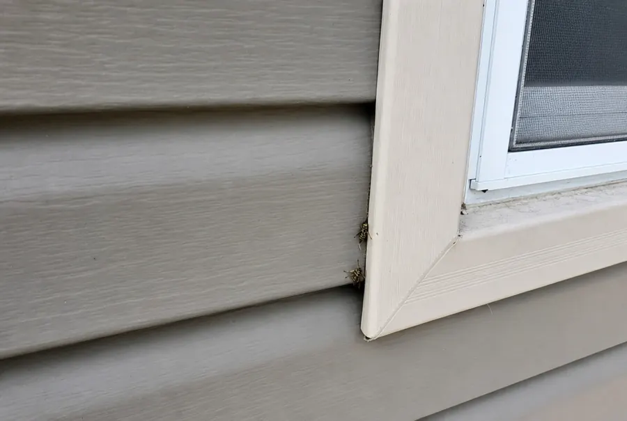 Two yellow jackets going into a small gap in the siding beside a window, the sign of a wall nest